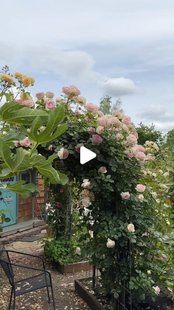 Heirloom Roses on Instagram: "Eden Climber from Donna’s Secret Garden 😍 The camera doesn’t capture all of this rose’s beauty. This repeat bloomer took our breath away as soon as we saw it climbing up this rose tunnel.

Bring home this rose while it’s 20% OFF with code: 24SUMMER. The sale ends tonight!

Donna’s garden (@once_upon_a_garden )

#gardeninspo #gardengoals #secretgarden #roses #climbing roses" Rose Climbers, Rose Tunnel, Roses Climbing, Rose Hedge, Heirloom Roses, Climbing Roses, Secret Garden, Eden, Climbing