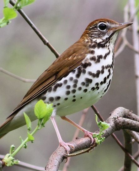 Rain Bird, Kinds Of Birds, Nature Birds, Backyard Birds, All Birds, White Bird, Bird Pictures, Exotic Birds, Pretty Birds