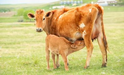 Watch These New Animal Rahat Residents Roll Around in Joy | PETA Cow Feed, Gut Inflammation, Newborn Animals, Milk Benefits, Upper Respiratory Infection, Jersey Cow, Improve Gut Health, Animal Study, Milk Production