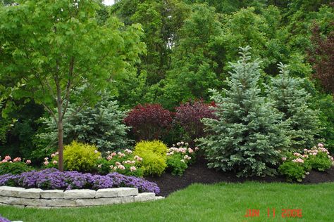 Back yard ideas Acreage Landscaping, Privacy Landscaping Backyard, Evergreen Landscape, Conifers Garden, Evergreen Garden, Privacy Landscaping, Landscaping Inspiration, Front Landscaping, Play Free Online Games