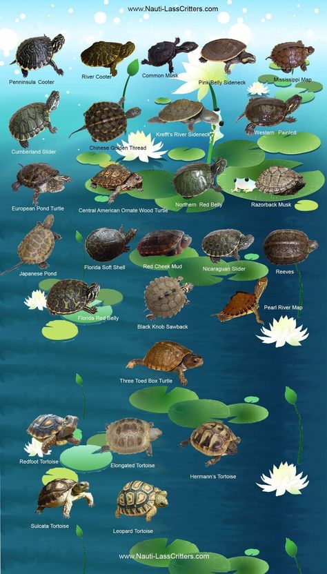 Turtle Pool Habitat, Turtle Terrarium Ideas, Turtle Aquarium Ideas, Turtle Tank Ideas, Tartaruga Habitat, Aquatic Turtle Tank, Turtle Tank Setup, Turtle Terrarium, Types Of Turtles