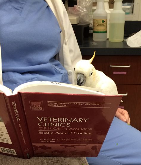 Animals Studying, Vet School Motivation, Vet Tech School, Vet Life, Med Vet, Veterinary School, Vet Medicine, My Future Job, Vet Assistant