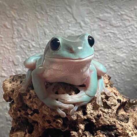 White’s Tree Frog, Tree Frogs Cute, White Lipped Tree Frog, Frogs As Pets, White's Tree Frog, Tree Frog Aesthetic, Cute Frog Pics, Frogs Real, Tree Frog Pet