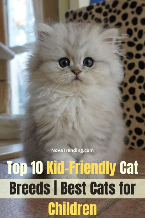 Best Cat Breeds for Kids. Looking to get a cat for your family? Having cats and a family is rewarding, but some cat breeds are more kid friendly than others. You always want to keep your children and your animals safe. #cats #pets Friendly Cat Breeds, Pics Of Kittens, Cutest Cat Breeds, Different Cat Breeds, Cat Breeds Hypoallergenic, Breeds Of Cats, Best Cat Breeds, Kitten Breeds, Most Popular Cat Breeds