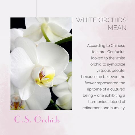 Orchid Flower Meaning, Orchid Meaning, Aloe Vera For Hair, Love Quotes For Him Romantic, Flower Meanings, My Kind Of Love, Flower Names, Purple Orchids, Beautiful Orchids