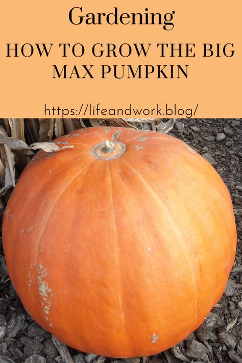 How To Grow The Big Max Pumpkin Giant Pumpkin Growing, How To Grow Big Pumpkins, How To Grow Giant Pumpkins, Pumpkin Varieties, Pumpkin Vegetable, Planting Pumpkins, Squash Varieties, Biggest Pumpkin, Best Thanksgiving Recipes