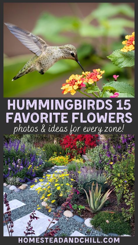 Hummingbird Garden Flowers, Backyard Birds Sanctuary, Butterfly Garden Plants, Hummingbird Plants, Hummingbird Flowers, Hummingbird Garden, Outdoor Flowers, Pollinator Garden, How To Attract Hummingbirds