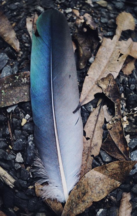 Natural Exquisiteness Blue Jay Feather, Laying On The Ground, Hawke Dragon Age, Jay Feather, On The Wings Of Love, A Well Traveled Woman, Feather Wings, Foto Tips, Blue Feather