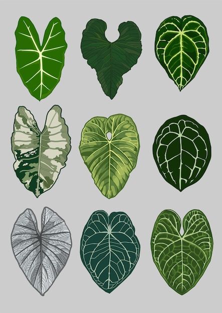 Plant Leaf Identification, Plants Vector, Leaf Identification, Alocasia Plant, Philodendron Plant, Household Plants, Plant Nutrients, Plant Vector, Garden Terrarium