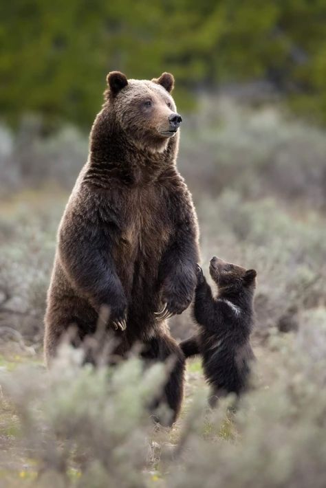 Grizzly Bear Photography, Black Bear Decor, Grizzly Bear Cub, Long Live The Queen, Katmai National Park, Wild Eyes, Bear Spray, Bear Photos, Bear Pictures