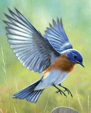 Blue Bird Tattoo, Bluebird Tattoo, Bird Painting Acrylic, Eastern Bluebird, Bird Tattoo, Bird Wallpaper, Funny Birds, White Bird, Bird Pictures