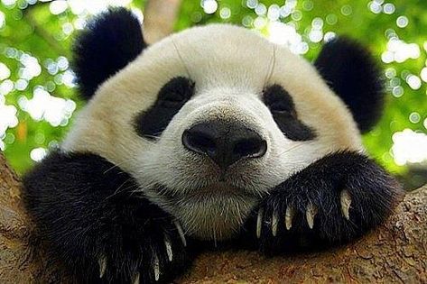 Panda Panda Bear Aesthetic, Aesthetic Panda, Bear Videos, Bear Habitat, Whatcha Doin, Bear Aesthetic, Bear Cat, Panda Lindo, Giant Pandas