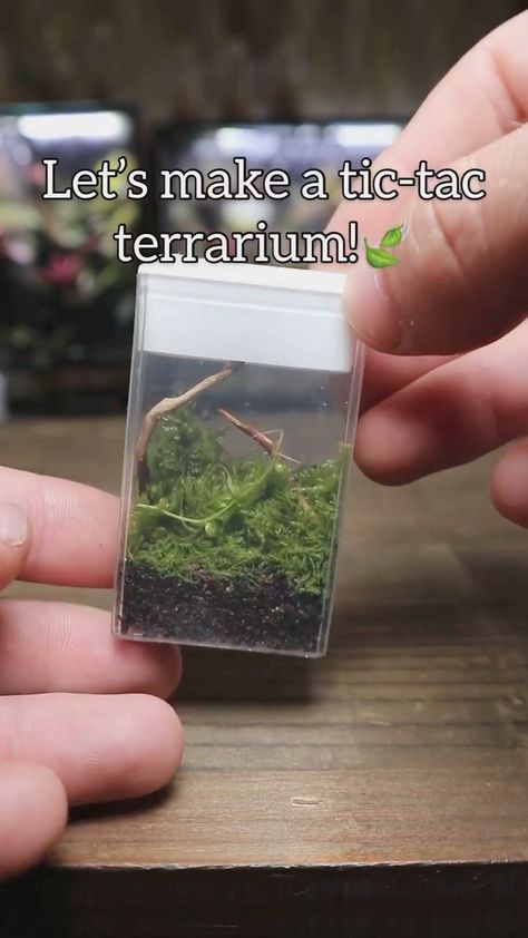 Andrew Raciti’s Instagram post: “⁣⁣ Tic Tac Terrarium 🔬🌱⁣⁣ ⁣⁣ 🎥 by @Terrarium.designs make sure to give this page a follow if you want to see more!⁣⁣ ⁣⁣ Simple, awesome…” Tictac Terrarium, Tic Tac Container Crafts, Tic Tac Terrarium, Cottage Core Room Ideas, Cottage Core Crafts, Cottage Core Diy, Inside House Plants, Bottle Terrarium, Small Terrarium