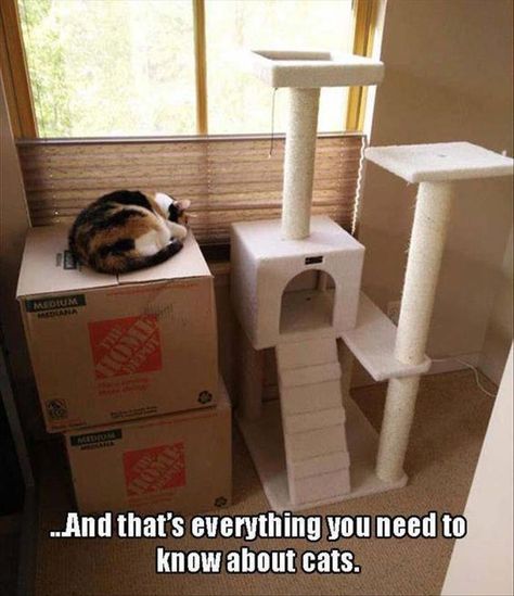 Cat Owner Humor, Image Chat, Cat Owner, Memes Humor, Funny Cat Pictures, Funny Animal Memes, Cat Scratching, About Cats, Cat Owners