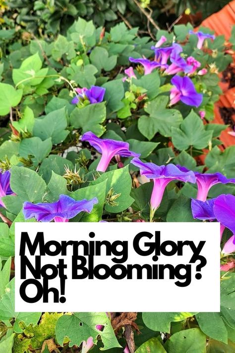 Explore in-depth details and expert tips to create the perfect conditions for your Morning Glory to flourish. 🌱📚 Don't let your garden miss out on the breathtaking beauty of blooming Morning Glories – take action now to rejuvenate their charm! 🏵️🌷 Discover the reasons, nurture your plant, and witness a stunning floral spectacle. IG Photo by: 1500sqft_gardener Morning Glory Plant, Morning Glory Vine, Morning Glory Flowers, Morning Glories, Plant Diseases, Flowering Vines, Morning Glory, Take Action, Don't Let