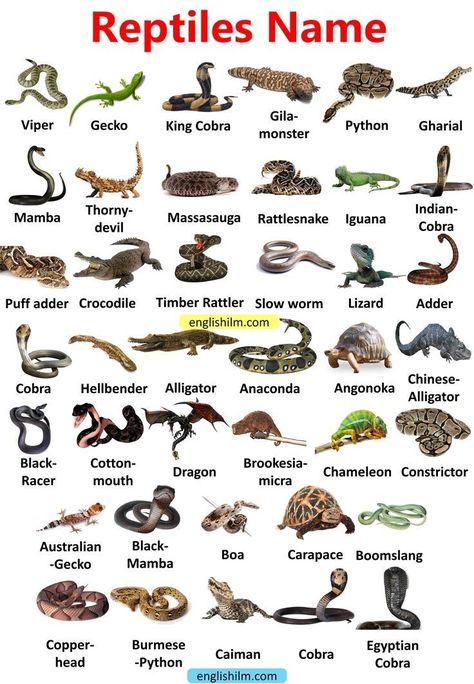 Birds Name List, Picture Vocabulary, Animals Name In English, Animals Name, Animal Infographic, Bug Spray Recipe, Types Of Snake, Urdu Language, Wild Animals Pictures