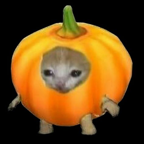 Pumpkin Meme, Cat And Dog Memes, Cat Items, Cat Pumpkin, Silly Animals, Cat Costumes, Cute Little Drawings, Happy Cat, Silly Cats