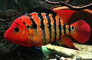 South American Cichlid Tank, Cichlid Fish Tank Ideas, Cichlid Tank Ideas, Flame Angelfish, Cichlid Tank, American Cichlid, South American Cichlids, Cichlid Aquarium, Cichlid Fish