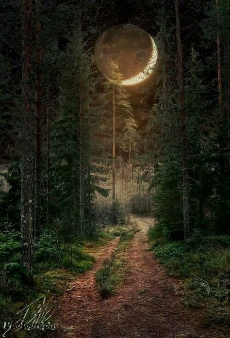 The Path You've Chosen - March, 2016 Era Victoria, Forest Moon, Matka Natura, Mystical Forest, Moon Pictures, Forest Path, Moon Photography, Beautiful Moon, 판타지 아트