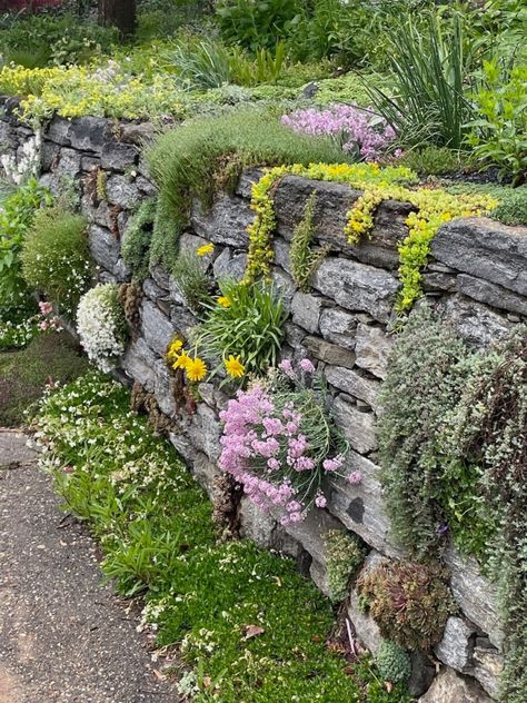 Janet's Rock Garden - FineGardening Herb Rock Garden, Field Stone Wall Garden, Stone Wall Planting, Garden Stone Wall Ideas, Rockery Garden Ideas Slope, Modern Rockery Garden Ideas, Retaining Wall With Plants, Dry Stone Wall Garden Ideas, Rock Walls Landscape