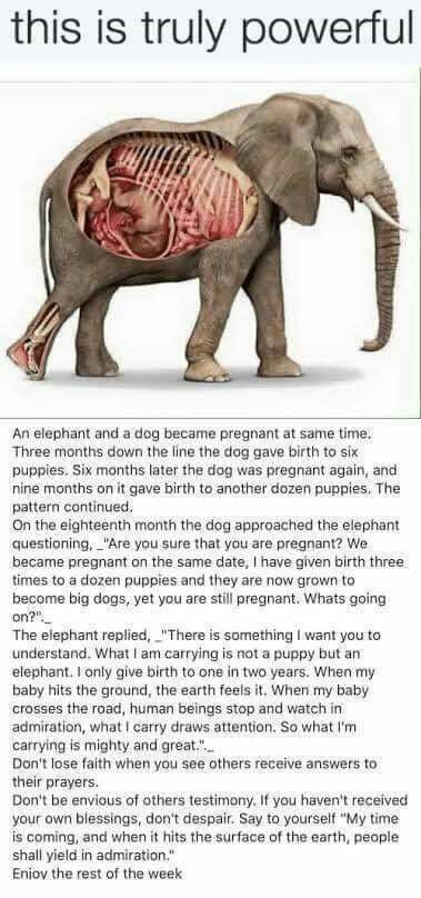 My Time Is Coming, True Happiness Quotes, Dog Birth, Elephant Facts, Earth People, Powerful Women Quotes, Give Birth, Baby Cross, Elephant Love