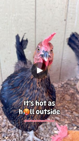 Its So Hot Outside Humor Summer, It's So Hot Outside Humor, Chickens Funny, Funny Chickens, Nooks And Crannies, So Done, It's So Hot, Chicken Humor, Laugh At Yourself