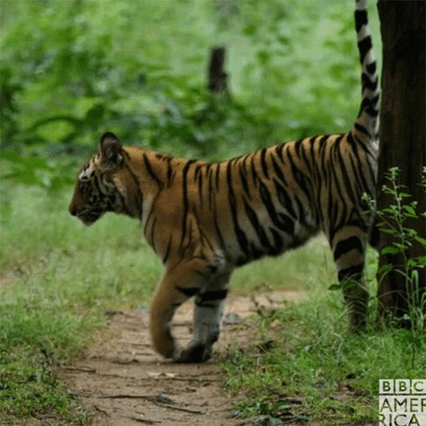 New GIF on Giphy Tiger Gif, Tiger Walking, Tiger Photography, Baby Tigers, Lion Gifts, Cat Species, Wild Tiger, Animal Study, Wildlife Animals