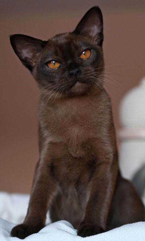 Brown Burmese Cat, European Burmese Cat, Kittens For Sale Near Me, Burmese Cats, Cute Cat Photos, Hairless Cats, Burmese Cat, Rare Cats, Cat Breeder