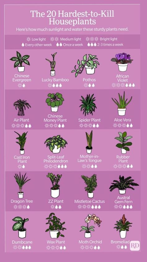 The 20 Hardest to Kill Houseplants Poster High quality resin-coated photo base paper. Satin photo finish, maximum color gamut, dmax, and image resolution Chinese Plants Houseplant, Plant Lights Indoor Setup, Low Light Plants Indoor, Best Outdoor Plants, Houseplants Aesthetic, Unique House Plants, Plants In Bedroom, Inside House Plants, House Plant Decor