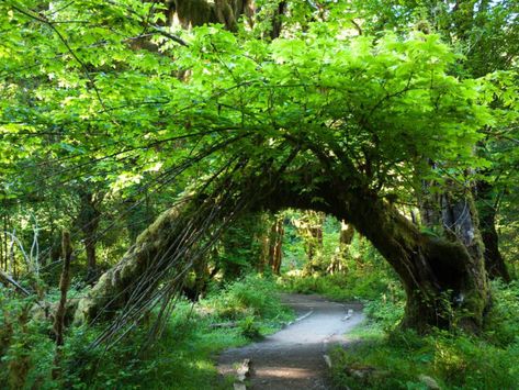 The Hall of Mosses is located inside the Hoh Rainforest at Olympic National Park. Sultan Washington, Hall Of Mosses, Forest Washington, Washington Road Trip, Hoh Rainforest, Washington Trip, Washington State Travel, Washington Hikes, Washington Travel