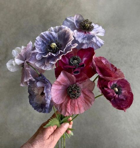 beth harris on Instagram: "#shirleypoppy 'pandora' and 'amazing grey'." Goth Garden, Purple Poppies, Poppy Color, Plant Fungus, Color Studies, Flower Photos, Art Block, Flowers Photography, Painting Inspiration