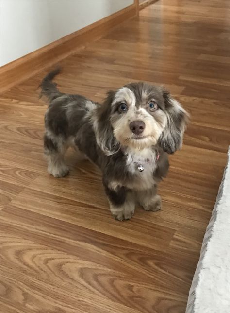 Fluffy Daushound, Tri Merle Dachshund, Fluffy Dachshund, Dachshund Aesthetic, Dappled Dachshund, Cute Dachshunds, Dog Chocolate, Ras Anjing, Dapple Dachshund Puppy