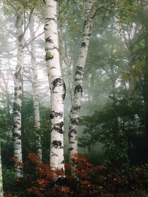 . White Bark Trees, Birch Tree Art, Birch Forest, Aspen Trees, Silver Birch, Tree Hugger, Tree Forest, Birch Tree, Beautiful Tree