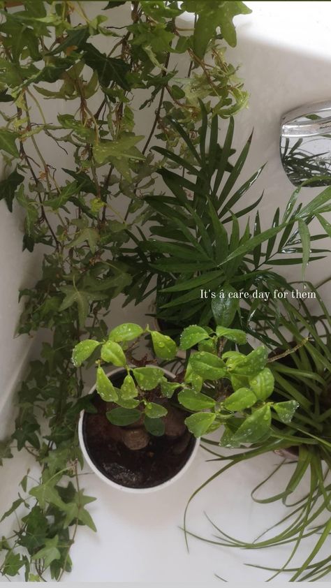 Plants | cute | aesthetic | instagram | story | spring | green | day off | Planting Captions For Instagram, Plant Ig Story, New Plant Instagram Story, Instagram Plants Posts, Gardening Instagram Story, Plant Care Aesthetic, Plants Story Instagram, Plants Snapchat Story, Plants Caption