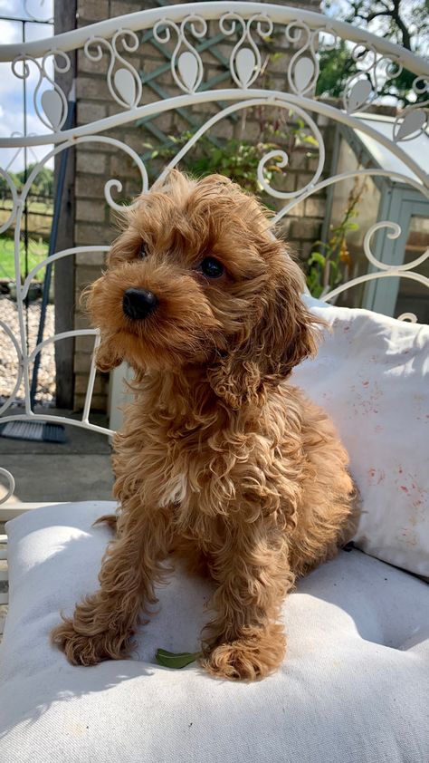 Red Cockapoo, Bear Dogs, Girl Money, Labradoodle Dogs, Dog Angel, Teddy Bear Dog, Dogs Breeds, Dream Dog, Indie Girl