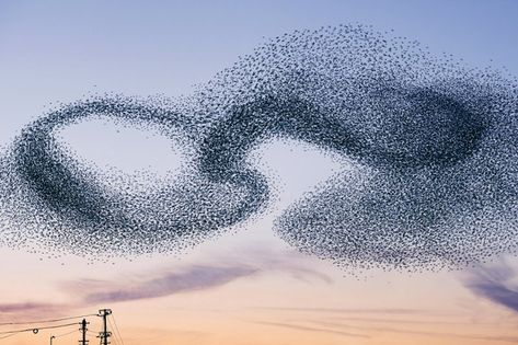 Stunning Photos of Starling Murmurations that Aren't Amazing Nature, Starling, Flocking, Image Nature, Flock Of Birds, Wild Birds, Love Birds, Bird Art, Birds In Flight