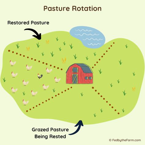 What is Pasture Rotation (Chicken Farm) Rotational Grazing, Eggs Image, Pasture Raised Eggs, Coop Design, Chicken Coop Designs, Organic Eggs, Free Range Chickens, Home On The Range, Buffalo Chicken Dip