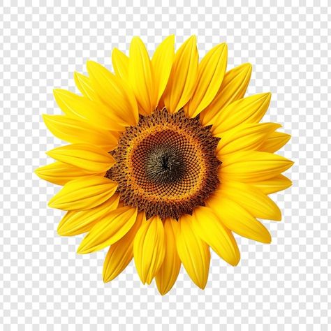 Sunflower Png Free, Sun Flower Photography, Sunflower Icon, Sunflower Vector, Png Nature, Sunflower Background, Flower Transparent, Sunflower Graphic, Png Flowers