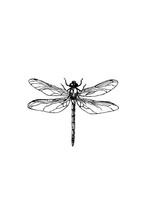 Unique Dragonfly Tattoo Design, Dragonfly Tattoo Black And White, Dragon Fly Tattoo Stencil, Dragon Fly Stencil, Dragon Fly Drawing Simple, Dragon Fly Outline, Dragon Fly Drawings, Dragonfly Tattoo Stencil, Tattoos Stencils Outline