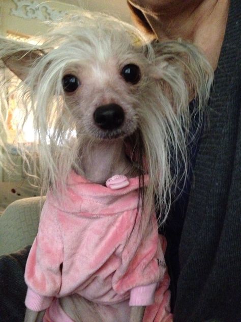 Chinese crested chacha Ugly Dog Pictures, Funny Pics Of Dogs, Chinese Crested Hairless, Asian Dogs, Pics Of Dogs, Animals Kissing, Ugly Animals, Rare Dogs, Disabled Dog