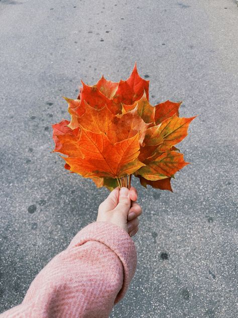 Green Tea Body Wash, Leaves Bouquet, October Favorites, Autumn Jumpers, Love Autumn, Blogger Photography, Instagram Theme, Maple Leaves, Autumn Aesthetic