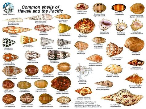 Common Shells of Hawaii and the Pacific Hawaii Seashells, Hawaii Shells, Shell Names, Seashell Identification, Types Of Shells, Shell Display, Beach Shells, Shells And Sand, Ocean Treasures