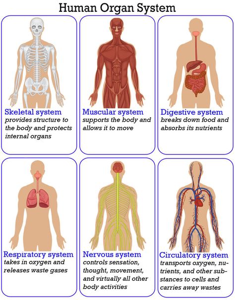 Organ Systems And Functions, Human Organ Systems Grade 5, Human Body Systems Anchor Chart, Human Systems Anatomy, Systems Of The Body Anatomy, Body Systems Anchor Chart, Science Chart Ideas, Science Classroom Organization, Human Organ System