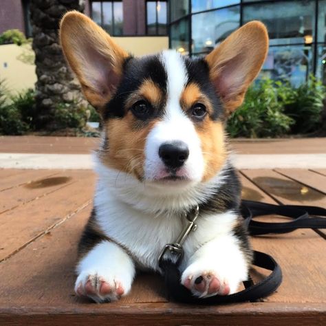 Corgi Facts, Pembroke Corgi, Cute Corgi Puppy, Pembroke Welsh Corgi Puppies, Welsh Corgi Puppies, Aussie Puppies, Corgi Pembroke, Corgi Puppy, Cute Corgi