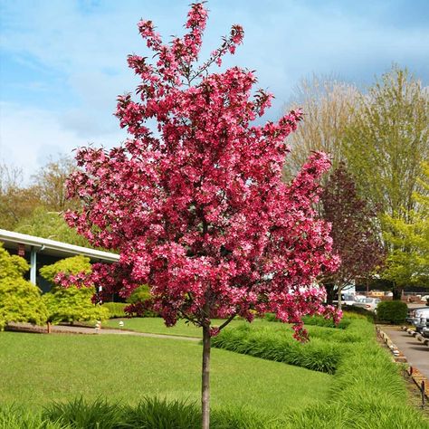 Flowering Trees for Sale | FastGrowingTrees.com Royal Raindrops Crabapple, Laurel Shrub, Spring Blooming Trees, Flowering Pear Tree, Flowering Crabapple, Pink Flowering Trees, Arborvitae Tree, Endless Summer Hydrangea, Fruit Bushes