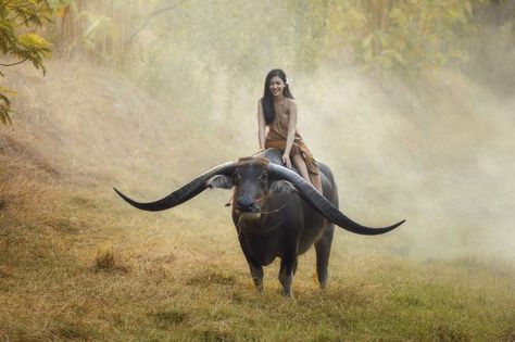 women animals mist HD Wallpaper Desktop Background Long Horns, Long Horn, Village Photography, Figure Photography, Pet Animals, An Animal, Kids Art, Happy Kids, 귀여운 동물