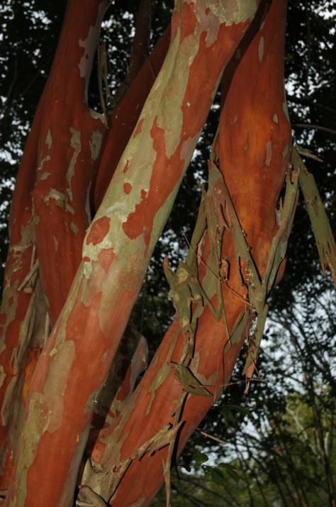 PLEASE STOP PLANTING CRAPE MYRTLES!! Pink Crepe Myrtle, Vegetable Planting Calendar, Black Eyed Susan Vine, Crepe Myrtle Trees, Myrtle Tree, Crepe Myrtle, Cinnamon Color, Crape Myrtle, What Am I