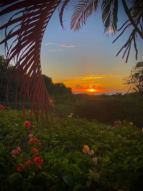 Music On Spotify, Barbados, The Sun, Trees, Sun, Water, Plants, Music, Flowers