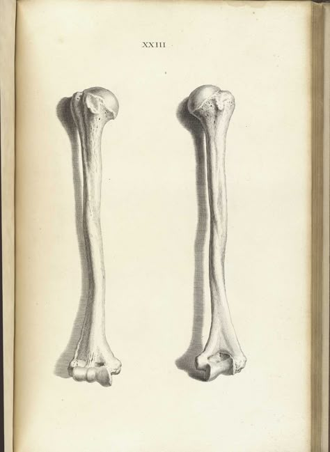 Humerus bone, from William Cheselden’s Osteographia, NLM Call no.: WZ 260 C499o 1733. Humerus Tattoo, Bone Reference, Animal Bone Drawing, Humerus Bone, Vertabae Bone Drawing, Bone Illustrations, Bone Structure, Humerus Bone Anatomy, Bone Drawing