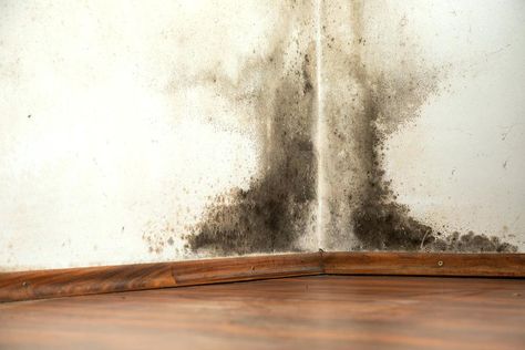 Damp, mold and dirt are not allowed to stay on the walls of your house. To remove mold, it’s necessary to use chemicals. Or not! That’s what granny told me! If you didn’t know, mold and damp can be easily removed with salt – the best non-chemical way ever! And super effective, too! Salt to … Black Mold Symptoms, Kill Black Mold, Remove Black Mold, Types Of Fungi, Mold Exposure, Toxic Mold, Black Mold, Natural Cleaning Solutions, Mold In Bathroom